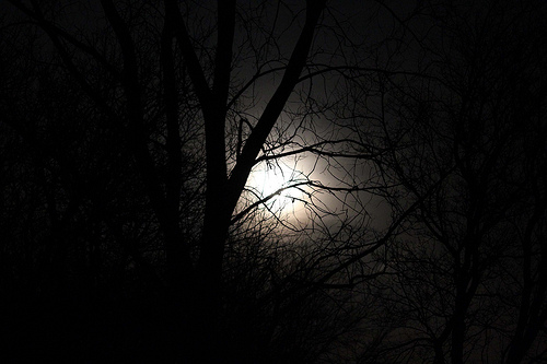 Photo of super moon through trees