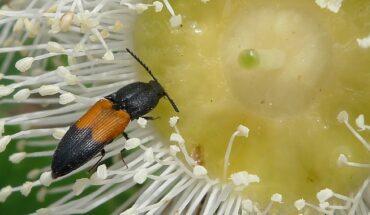 A click beetle