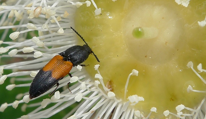A click beetle