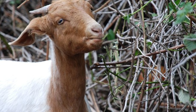 Goat eating bush